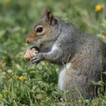 Exploring the Flavors of Bebek Carok Waru Sidoarjo